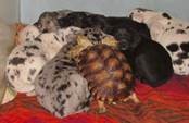 Title: dog pileup with a turtle joining in
