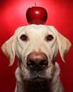 Title: dog balancing an apple on his head