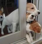 Title: 3 dogs trying to squeeze through a door at the same time