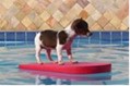 Title: dog on a raft in a pool